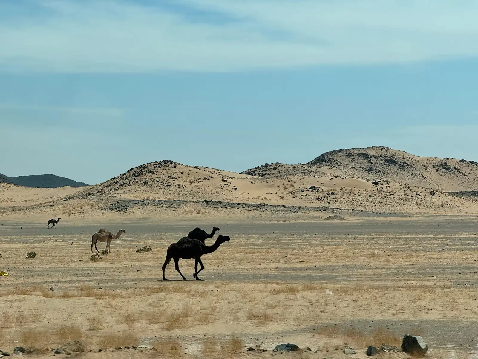 naturesaudi